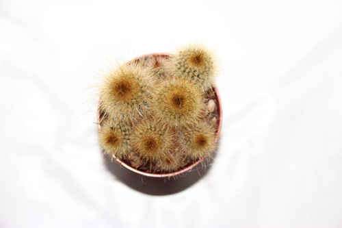 Eriocactus leninghausii gruppe - eriocactus,